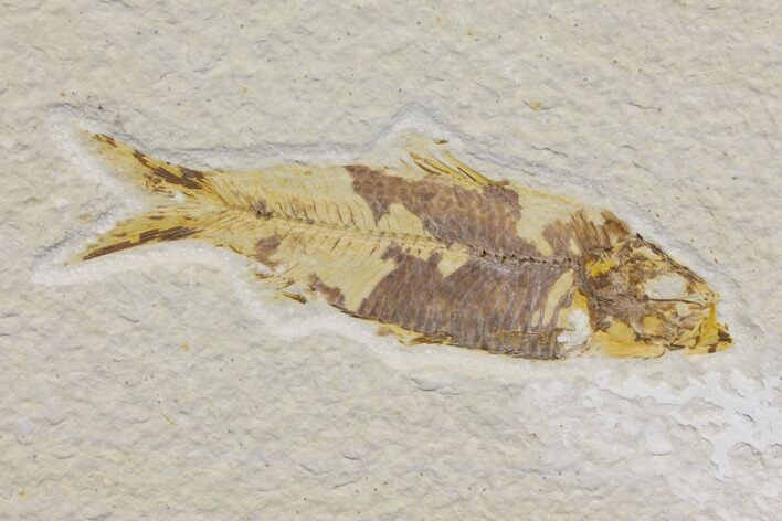 Bargain Fossil Fish (Knightia) - Wyoming #150576